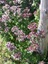 Dost - Origanum vulgare * 717 x 956 * (379KB)